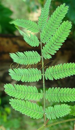  Leaf